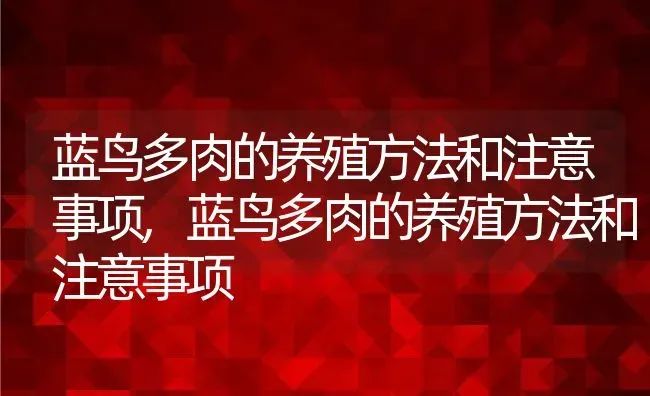 蓝鸟多肉的养殖方法和注意事项,蓝鸟多肉的养殖方法和注意事项 | 养殖科普