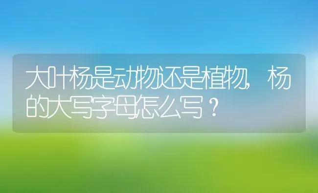 大叶杨是动物还是植物,杨的大写字母怎么写？ | 养殖科普