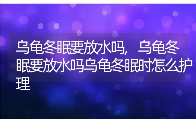 乌龟冬眠要放水吗,乌龟冬眠要放水吗乌龟冬眠时怎么护理 | 养殖资料