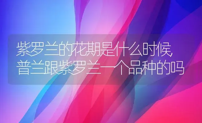 紫罗兰的花期是什么时候,普兰跟紫罗兰一个品种的吗 | 养殖学堂