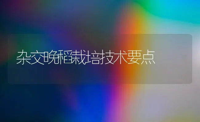 杂交晚稻栽培技术要点 | 养殖知识