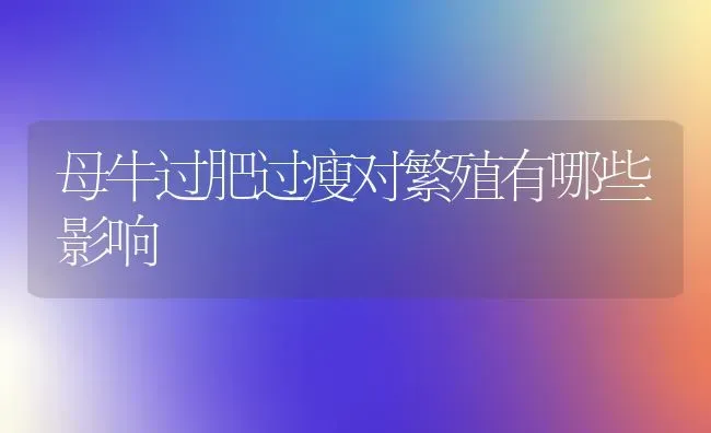 母牛过肥过瘦对繁殖有哪些影响 | 养殖技术大全