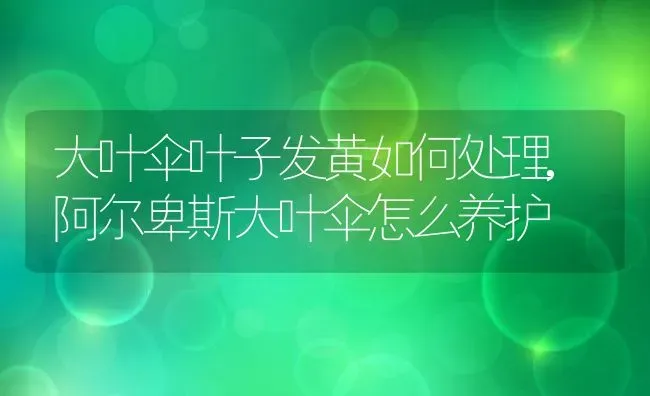 大叶伞叶子发黄如何处理,阿尔卑斯大叶伞怎么养护 | 养殖学堂