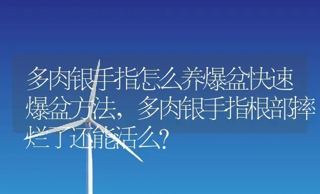 多肉银手指怎么养爆盆快速爆盆方法,多肉银手指根部摔烂了还能活么？ | 养殖科普