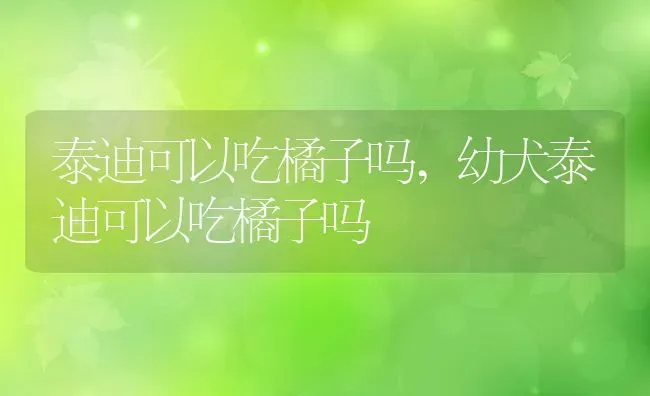 泰迪可以吃橘子吗,幼犬泰迪可以吃橘子吗 | 养殖科普