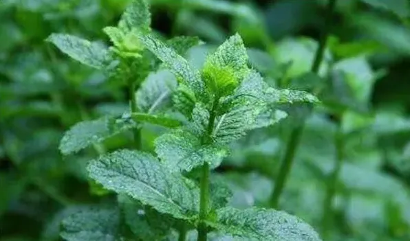 如何区分食用薄荷 | 妙招大全