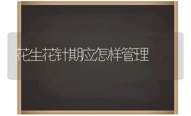 花生花针期应怎样管理 | 养殖技术大全