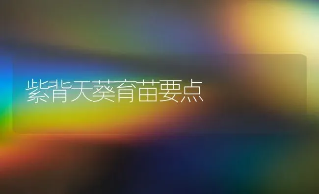 紫背天葵育苗要点 | 养殖知识