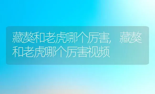 藏獒和老虎哪个厉害,藏獒和老虎哪个厉害视频 | 养殖科普