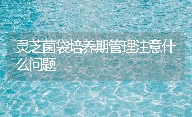灵芝菌袋培养期管理注意什么问题 | 养殖技术大全