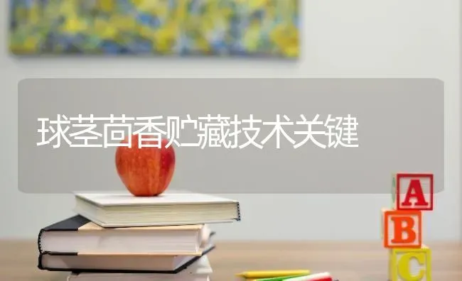 球茎茴香贮藏技术关键 | 养殖知识