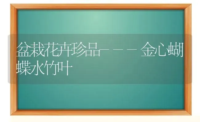 盆栽花卉珍品---金心蝴蝶水竹叶 | 养殖技术大全