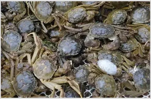 警惕！螃蟹突然不吃料，趴边上草甚至蜕壳不遂？请留意氨氮、亚硝酸盐含量！ | 实用知识