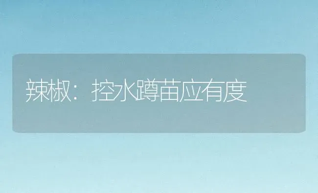 辣椒：控水蹲苗应有度 | 养殖知识