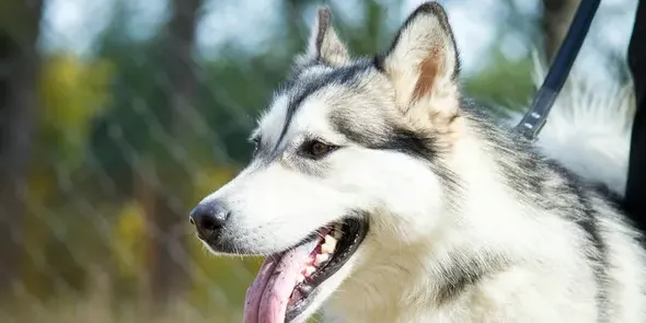 阿拉斯加犬一个月开销,养只巨型阿拉斯加犬开销？