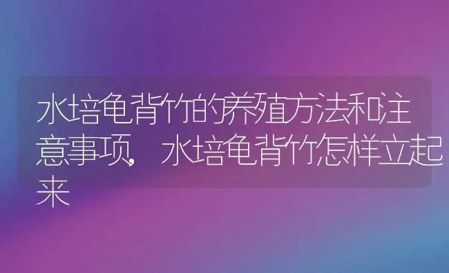 水培龟背竹的养殖方法和注意事项,水培龟背竹怎样立起来 | 养殖学堂