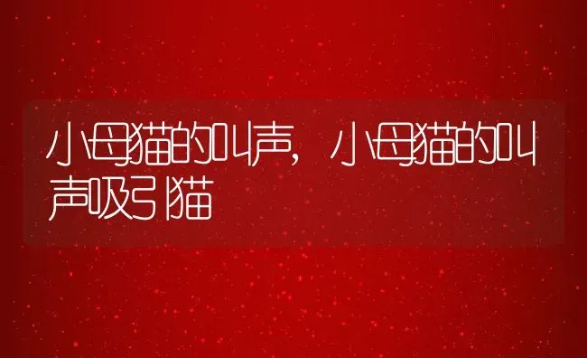 小母猫的叫声,小母猫的叫声吸引猫 | 养殖资料