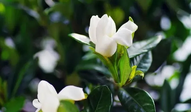 栀子花多久浇一次水,栀子花的养殖技术和方法图解？