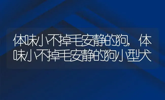 体味小不掉毛安静的狗,体味小不掉毛安静的狗小型犬 | 养殖资料