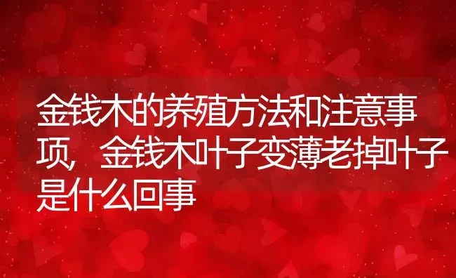 金钱木的养殖方法和注意事项,金钱木叶子变薄老掉叶子是什么回事 | 养殖学堂