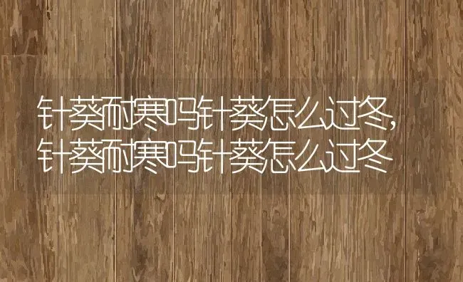 针葵耐寒吗针葵怎么过冬,针葵耐寒吗针葵怎么过冬 | 养殖科普