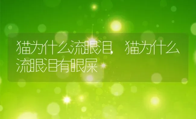 猫为什么流眼泪,猫为什么流眼泪有眼屎 | 养殖科普