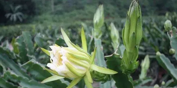 霸王花产地和种植技术 | 实用知识