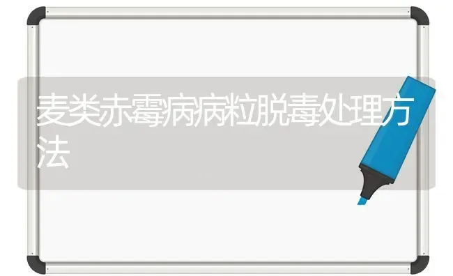 麦类赤霉病病粒脱毒处理方法 | 养殖技术大全