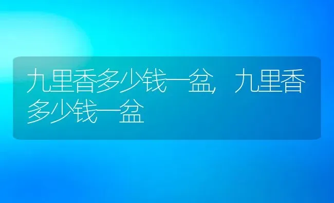 九里香多少钱一盆,九里香多少钱一盆 | 养殖科普
