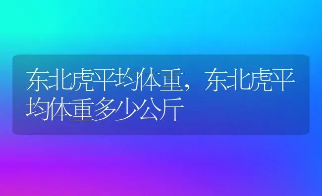 东北虎平均体重,东北虎平均体重多少公斤 | 养殖资料