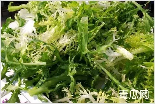 苦菊种植方法 | 实用知识