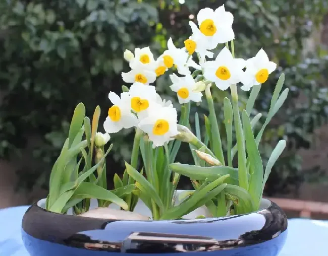 水仙花怎么种植方法,水仙花种植步骤？