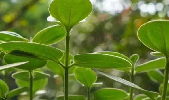 紫边碧玉椒草有毒吗 | 妙招大全