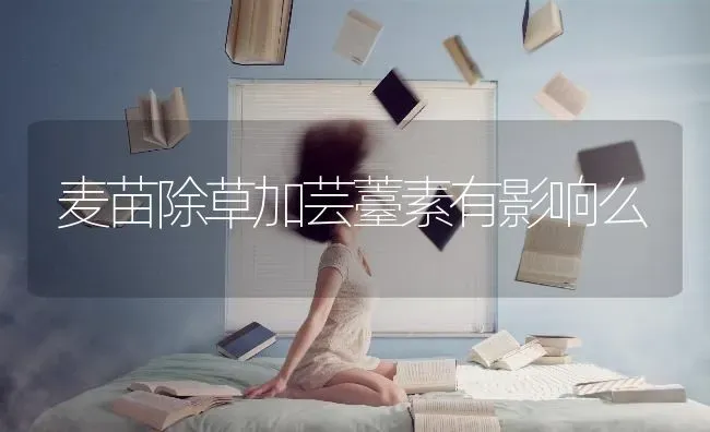 麦苗除草加芸薹素有影响么 | 养殖技术大全