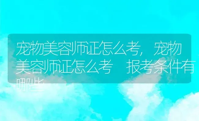 宠物美容师证怎么考,宠物美容师证怎么考 报考条件有哪些 | 养殖科普