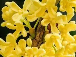 桂花长什么样子,桂花叶子的形状和颜色是什么？