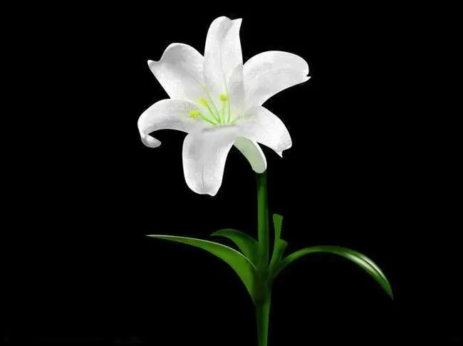 百合的花语是什么呀,百合花的花语和寓意？