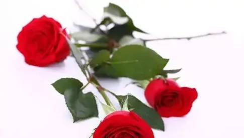 送玫瑰花什么意思,送一支玫瑰花是什么意思？