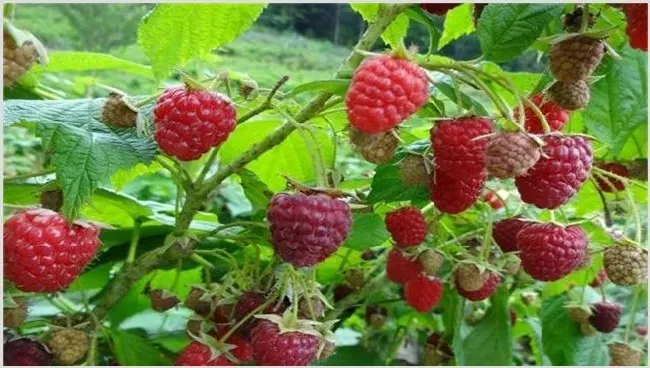 树莓种植管理介绍 | 农广天地