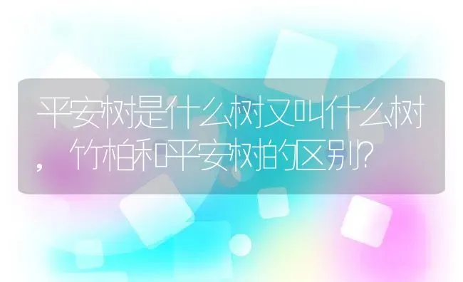 平安树是什么树又叫什么树,竹柏和平安树的区别？ | 养殖科普