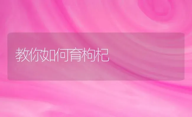 教你如何育枸杞 | 养殖知识