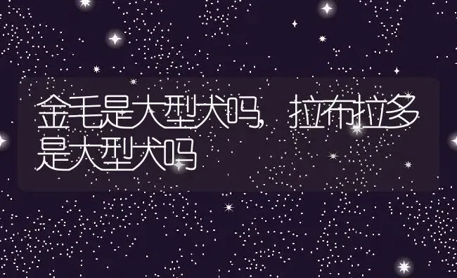 金毛是大型犬吗,拉布拉多是大型犬吗 | 养殖资料