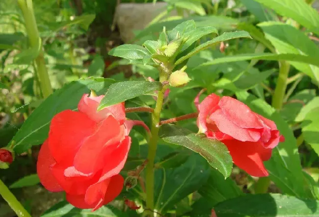 蛇灭门和凤仙花哪一种驱蛇好,蛇害怕凤仙花的叶子还是花朵？