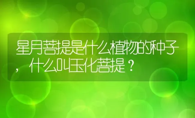 星月菩提是什么植物的种子,什么叫玉化菩提？ | 养殖科普