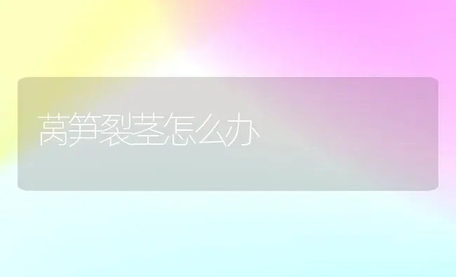 莴笋裂茎怎么办 | 养殖知识