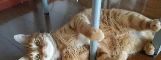 怎样判断猫报复性拉屎,猫为什么会在家里大便？