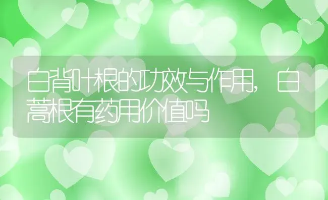 白背叶根的功效与作用,白蒿根有药用价值吗 | 养殖学堂