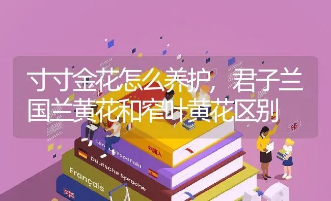 寸寸金花怎么养护,君子兰国兰黄花和窄叶黄花区别 | 养殖学堂