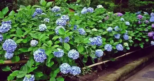 绣球花什么时候修剪,绣球花开多久剪？