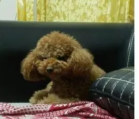 泰迪多大就不乱拉尿了,泰迪幼犬什么时候训练大小便？